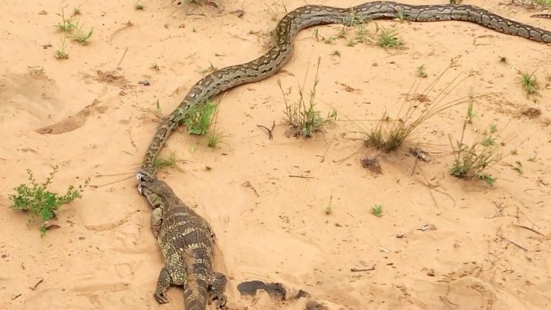 Unlike venomous snakes, snakes kill their prey by wrapping their powerful bodies around it and squeezing it until it suffocates.  This technique is very effective and allows the snake to take down prey much larger than itself.  - Image: latest sights / ND