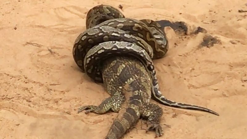 An African python transforms into a giant outdoor lizard and drags it around - Image: Latest Sights / ND