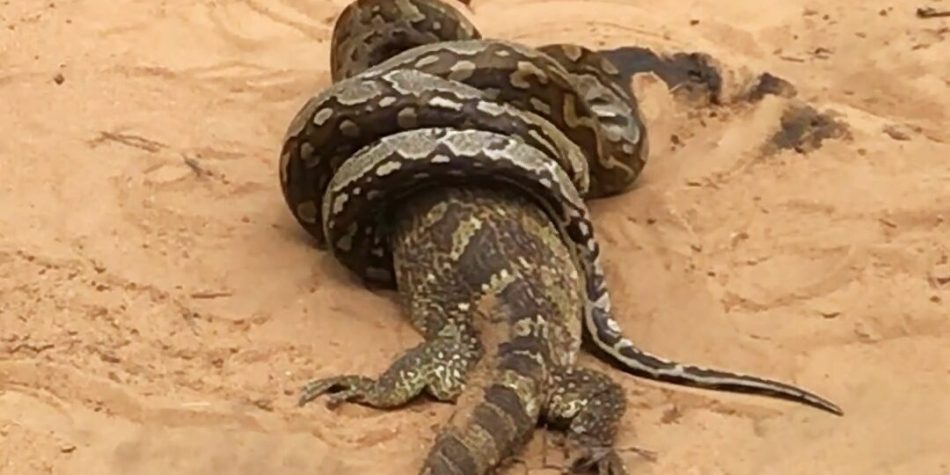 African python transforms into a giant outdoor lizard and thrusts