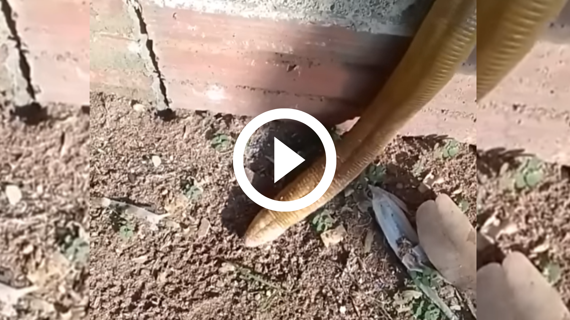 Biólogo encontra cobra-de-duas-cabeças no quintal de casa em SC
