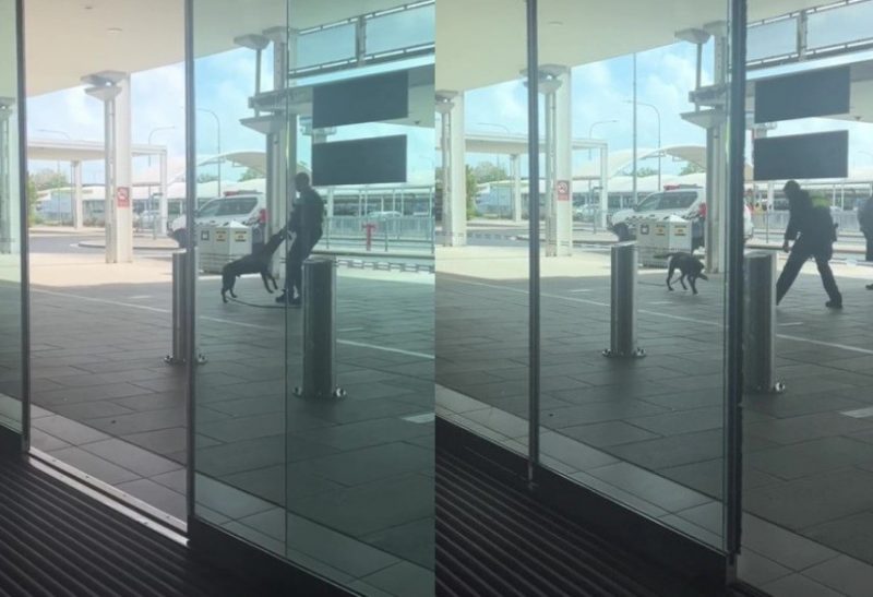 O c&atilde;o farejador e o policial estavam na parte externa de um aeroporto na Austr&aacute;lia, quando foram filmados por uma jovem que publicou o v&iacute;deo no TikTok. – Foto: Reprodu&ccedil;&atilde;o/TikTok/@Saraahjeanette/Divulga&ccedil;&atilde;o/ND