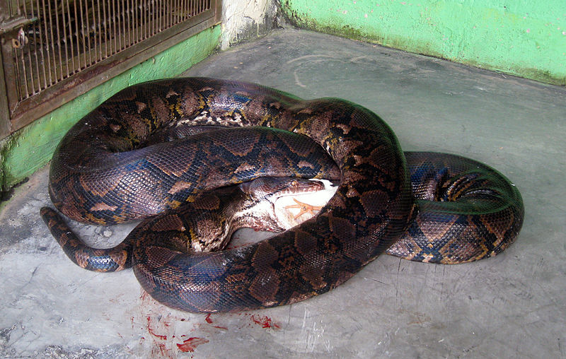 Cobra píton foi achada no telhado do galinheiro