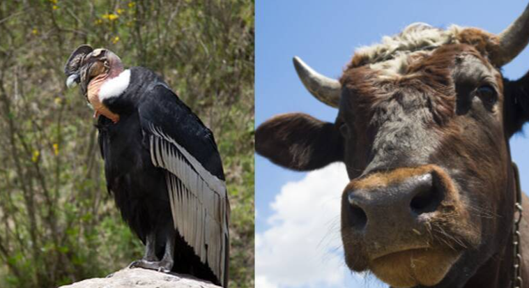 Pr&aacute;tica na festa do samgue &eacute; proibida na maior parte do pa&iacute;s – Foto: MONTAGEM/FLICKR/PXFUEL (SOB LICEN&Ccedil;A CREATIVE COMMONS)