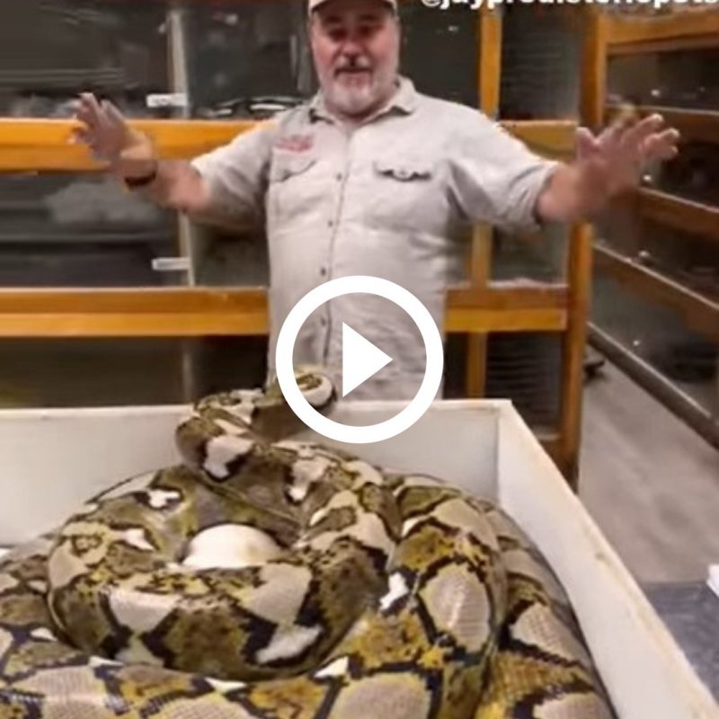 ‘S&oacute; bote sinistro’: v&iacute;deo mostra cobra nervosa tentando abocanhar tratador para proteger ovos – Foto: Reprodu&ccedil;&atilde;o/ Bi&oacute;logo Henrique o Bi&oacute;logo das Cobras/ND