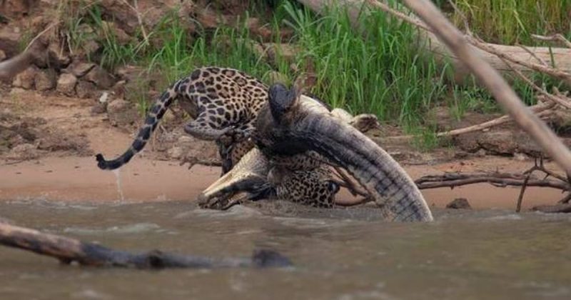 A briga foi fotografada – Foto: Reprodu&ccedil;&atilde;o/ND