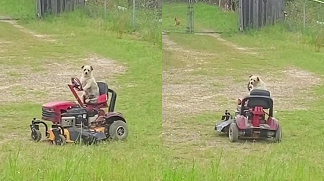 Cachorro é flagrado assistindo futebol sentado no sofá feito gente