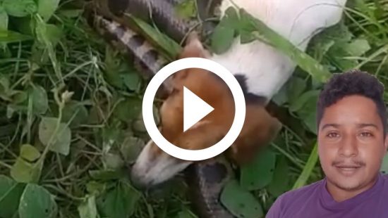 VÍDEO: Enorme sucuri quase mata cachorro, que é resgatado pelo tutor