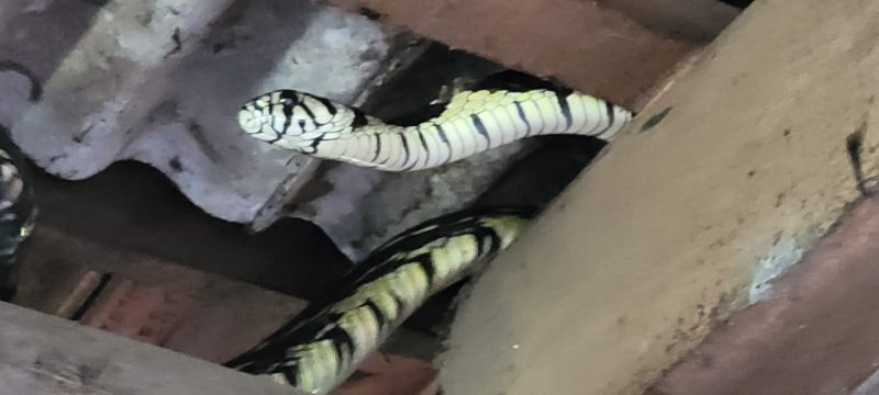 &lsquo;Estamos acostumados com ela&rsquo;, diz morador que flagrou cobra de 2,3 metros em telhado – Foto: Arquivo pessoal / Reprodu&ccedil;&atilde;o ND