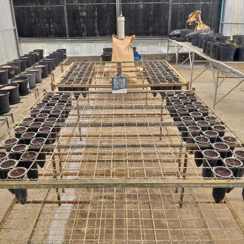 Foram plantadas 120 sementes de mesma gen&eacute;tica certificada de uma variedade de&nbsp; Cannabis rica em Canabidiol – Foto: UFSC/Divulga&ccedil;&atilde;o/ND