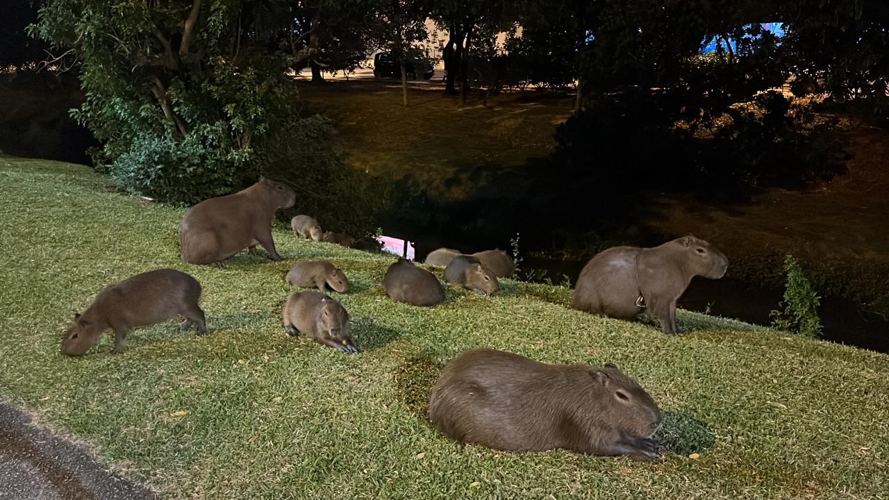 The image shows a family of capybaras in Florianopolis - Personal Archive/Disclosure/ND.
