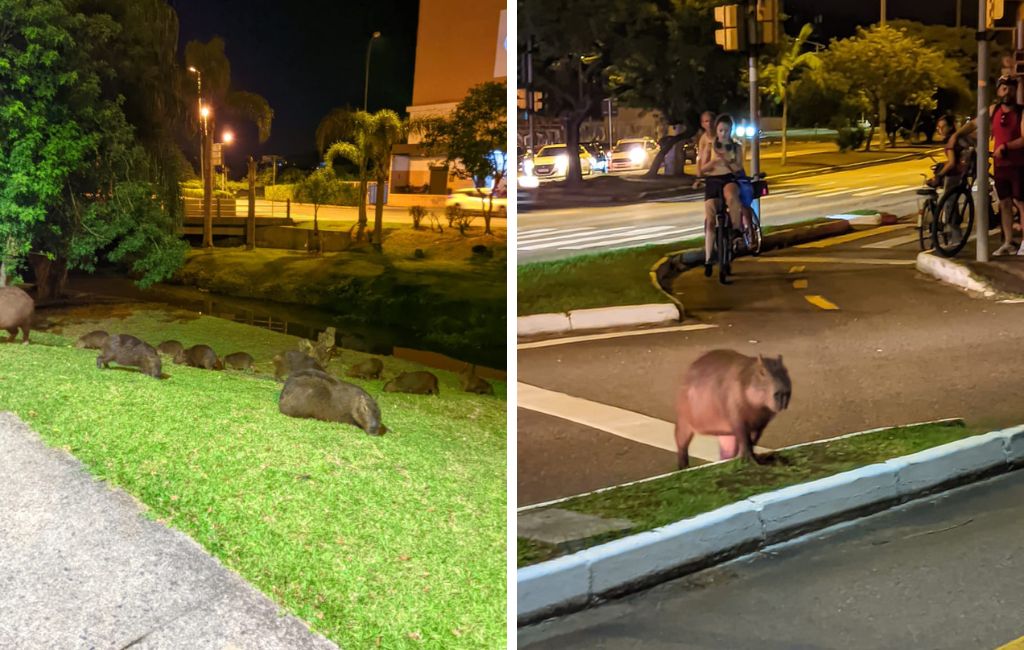 Capybara sighted on Wednesday evening (12) – Caroline Agustini/Reproduction/ND