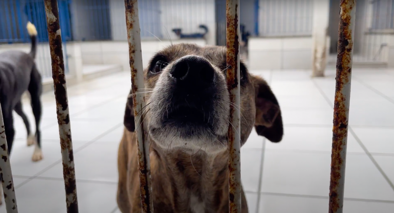 Animais foram resgatados das ruas ou de maus tratos em Porto Belo