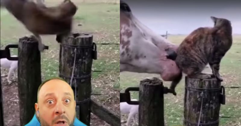 homem mata cavalo para comer