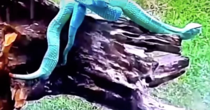 Rara espécie de cobra azul surpreende ao colocar 'ovos de