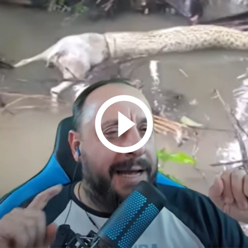 Olho maior que a barriga? Bi&oacute;logo desvenda mist&eacute;rio de sucuri com cachorro entalado na boca – Foto: Reprodu&ccedil;&atilde;o/ Bi&oacute;logo Henrique o Bi&oacute;logo das Cobras/ND