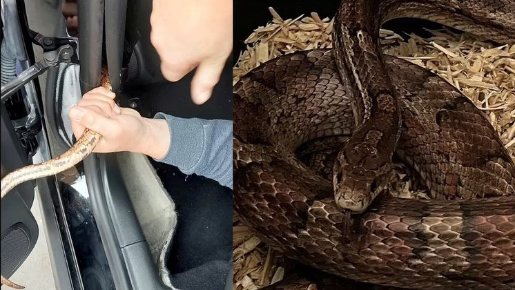 Una serpiente asusta al conductor al «caminar» en secreto dentro del automóvil