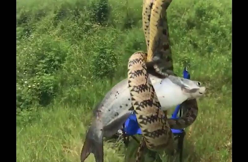 Homens fisgam peixe enrolado por cobra gigante e se espantam – Foto: Reprodu&ccedil;&atilde;o/ND