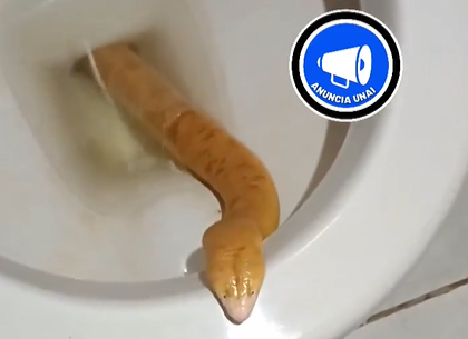 Na Austrália, cobras infestam vasos sanitários - Jornal O Globo