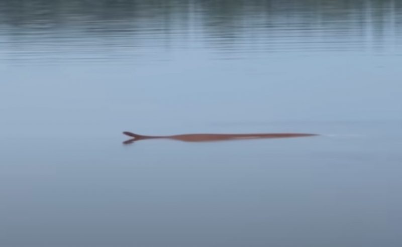 Pescador ficou surpreso com a capacidade de flutuar do animal – Foto: Youtube/Reprodu&ccedil;&atilde;o/ND