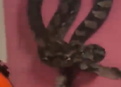 Cobras são encontradas em telhado de casa