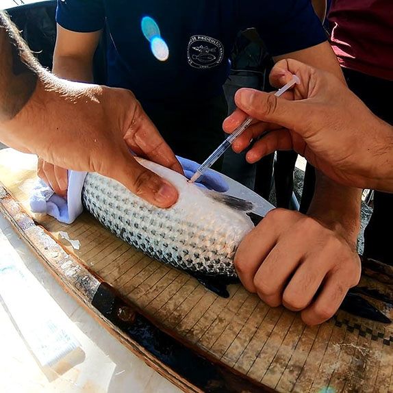 Integrantes do projeto do Lapmar fazem insemina&ccedil;&atilde;o artificial nos peixes – Foto: Acervo Lapmar/Divulga&ccedil;&atilde;o/ND