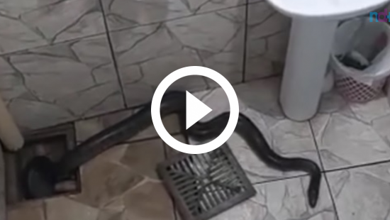 VÍDEO: Sucuri faz &#39;visita surpresa&#39; e é flagrada ao sair do ralo de banheiro
