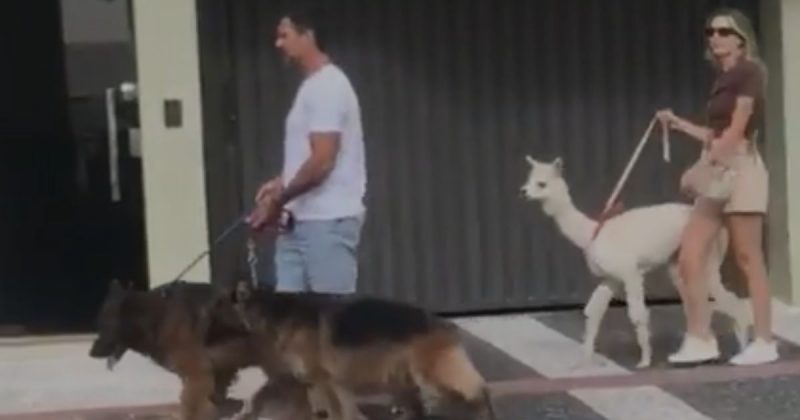 Alpaca viralizou ao passear por Balne&aacute;rio Cambori&uacute; – Foto: Reprodu&ccedil;&atilde;o/Internet