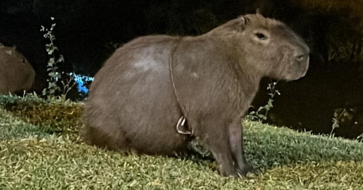 O corpo eu já tenho em 2023  Capivara, Fotos de capivara, Capivaras