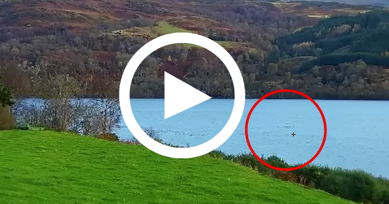 Supostas criaturas foram avistadas pelas c&acirc;meras do pesquisador – Foto: YouTube/Reprodu&ccedil;&atilde;o/ND