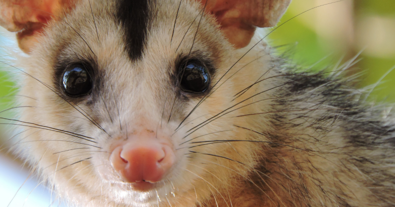 Gamb&aacute; &eacute; nova tend&ecirc;ncia pet e ‘pais’ at&eacute; criaram, grupo nas redes sociais – Foto: Pexels/Reprodu&ccedil;&atilde;o/ND