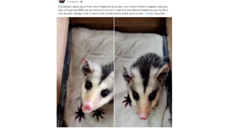 Mais uma das diversas hist&oacute;rias de resgate dos bichinhos – Foto: Facebook/Reprodu&ccedil;&atilde;o/ND