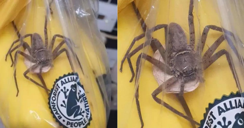 Aranha mortal em pacote de bananas