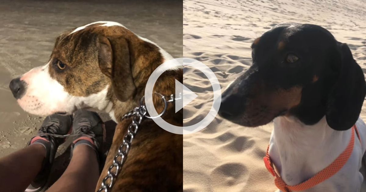 'Salsibull' Cachorro salsicha engravida pitbull e resultado 'choca