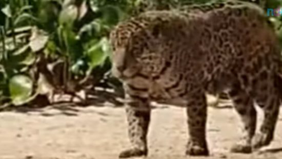 Sucuri toma banho de cachoeira e é levada por correnteza