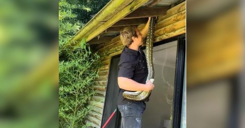 Homem tirou p&iacute;ton de telhado ap&oacute;s mais de uma hora de resgate – Foto: @hudsonsnakecatching/Reprodu&ccedil;&atilde;o/ND