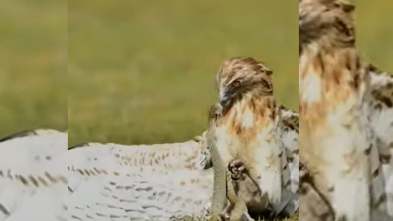 'Olha a pisada, rapaz!': Serpente e falcão se envolvem em briga acirrada; veja vídeo