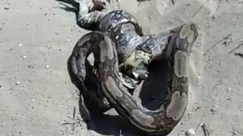 Jiboia &eacute; flagrada digerindo lagarto no meio da praia – Foto: Reprodu&ccedil;&atilde;o Internet/ND