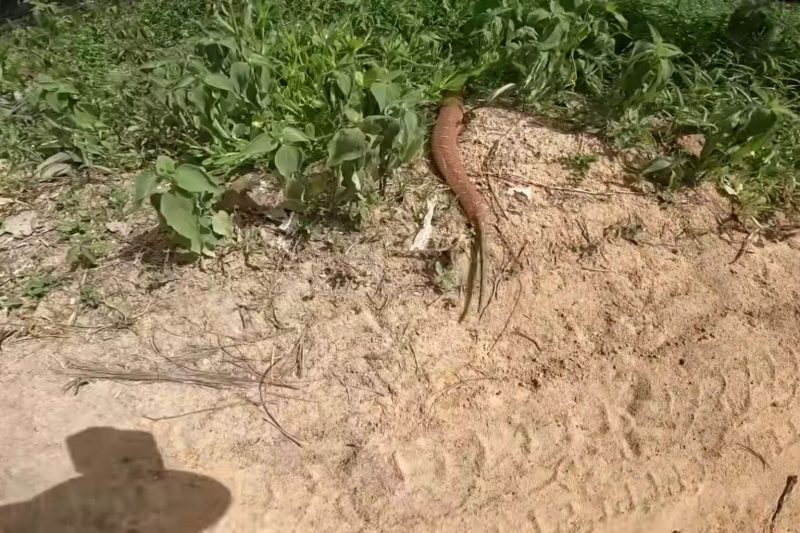 Cobra entra pelo mato, após cruzar caminho de pescadores