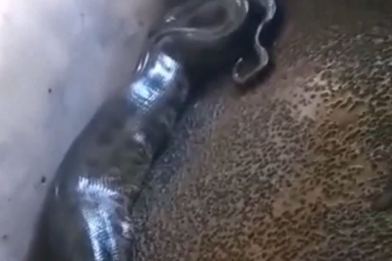 Registro mostra o abdome da cobra expandido pelo leit&atilde;o – Foto: Internet/Reprodu&ccedil;&atilde;o/ND