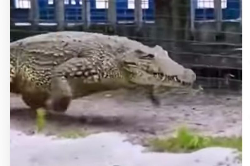 Crocodilo galopa e ganha velocidade