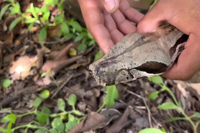 Jiboia capturada em sítio no interior de Pernambuco