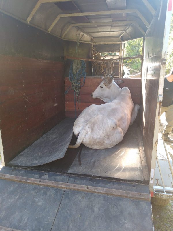 Boi &eacute; resgatado ap&oacute;s sofrer em farra do boi em Bombinhas – Foto: Pol&iacute;cia Militar/Divulga&ccedil;&atilde;o/ND