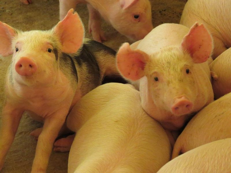 A Rep&uacute;blica Dominicana &eacute; um dos mais relevantes mercados importadores de carne su&iacute;na das Am&eacute;ricas. – Foto: Governo de SC/ND