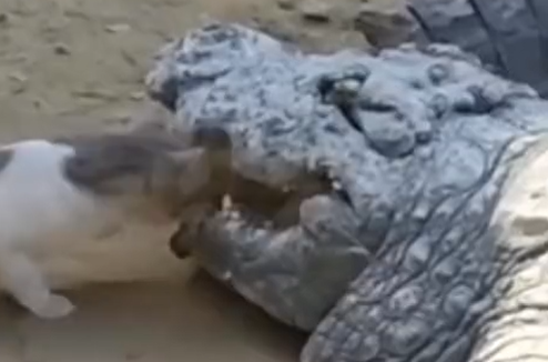 Gato rouba comida de crocodilo