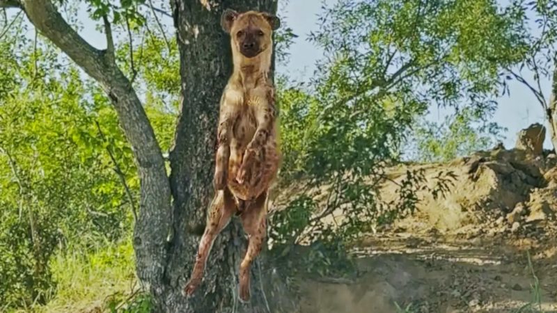 Hiena pula, pula e pula para a comida do leopardo na &Aacute;frica do Sul – Foto: Latest Sightings/ND