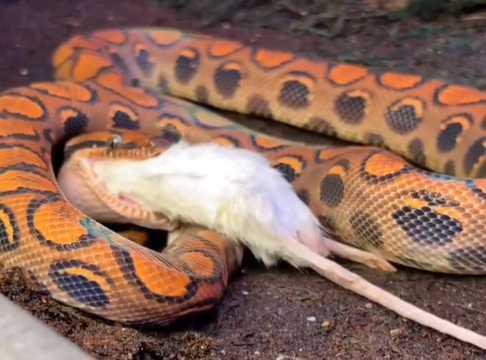 Jiboia devora presa em vídeo