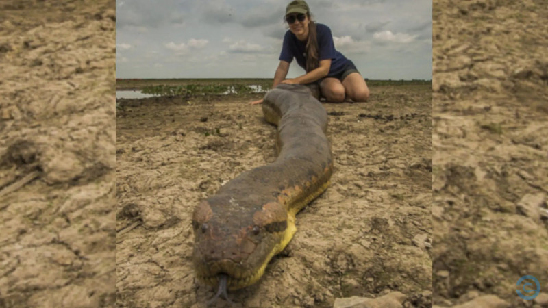 Juliana mudou de endere&ccedil;o para ficar perto das sucuris. – Foto: Juliana Terra/Internet/Reprodu&ccedil;&atilde;o