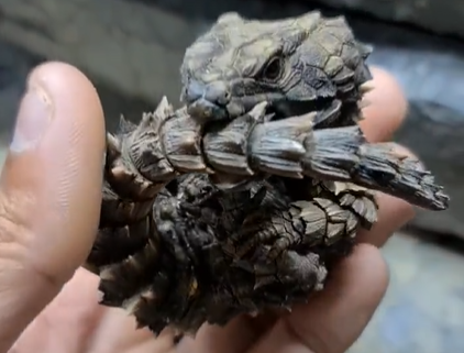 Trecho de vídeo com lagarto-tatu