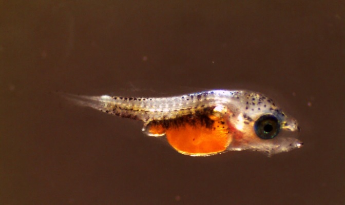 Produ&ccedil;&atilde;o do Lapmar fica em torno de 20 a 30 mil juvenis por ano – Foto: Acervo Lapmar/Divulga&ccedil;&atilde;o/ND