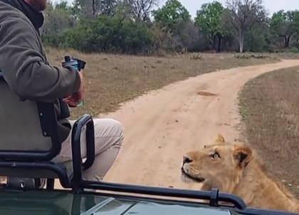 Imagem do encontro entre leão e patrulheiro